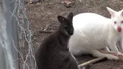 Un tânăr cu un vis a construit o fermă cu animale rare: emu, găini campioane și vaci cu linii din Franța