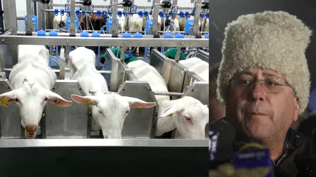 Fermierul Dănuț Andruș din Botoșani își scoate la vânzare producția de lapte și animalele din cauza concurenței neloiale