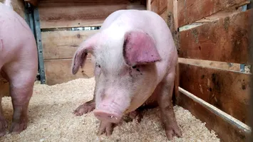 Avertisment ANSVSA: focare de boli la animale, risc major pentru porcii de Crăciun