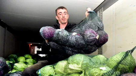 Metro cumpără varză de la producătorii locali prin intermediul Casei de Comerţ Agroalimentar Unirea