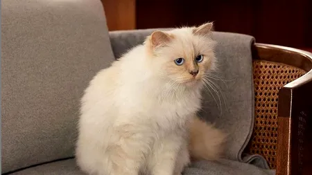 În Franța, persoanele infectate cu variolei maimuței sunt sfătuite să evite contactul cu animalele de companie