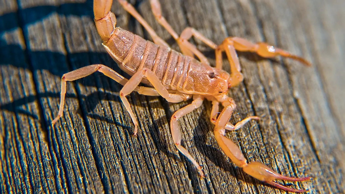 A desfăcut cutia de banane și a înțepat-o un scorpion! Ce a pățit o angajată a restaurantului IKEA