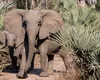 Un studiu inovator pune sub semnul întrebării paradoxul cancerului și al dimensiunii animalelor