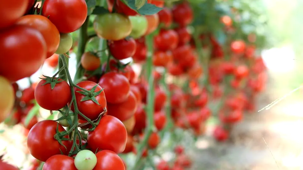 Producția de tomate a UE, în scădere, din cauza costurilor mari cu energia. Noroc cu roșiile marocane