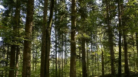 200 milioane de euro despăgubiri de la CE pentru proprietarii de păduri
