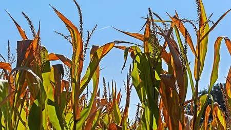Despăgubiri pentru fermierii afectați de secetă în 2022. Lista culturilor