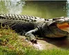 Crocodili în jurul închisorilor? Israel schimbă legea și deschide calea unei măsuri inedite