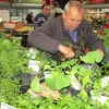 Vremea răsadurilor de legume: prețuri bune, ofertă bogată, sfaturi pe gratis