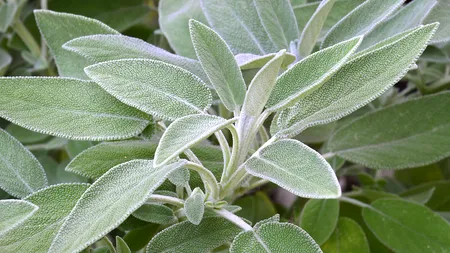 Planta numărul unu pentru sănătatea creierului