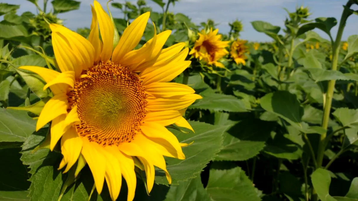 Turcii închirează terenuri agricole în străinătate pentru a cultiva floarea soarelui