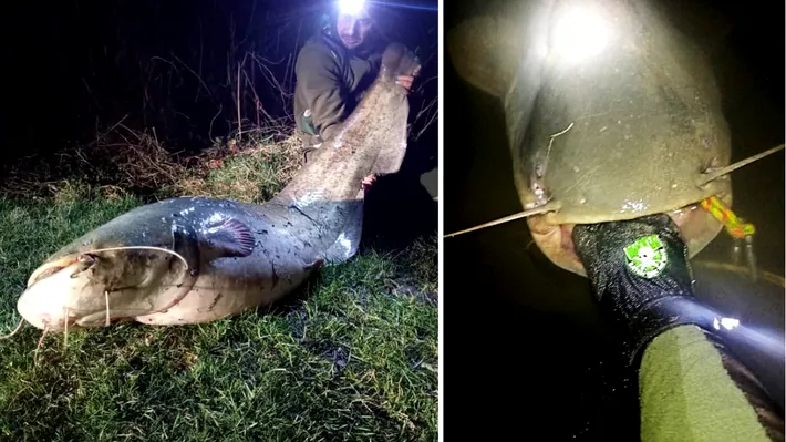 „Monstru” de peste doi metri şi 60 de kilograme scos din ape de un pescar din Mediaş