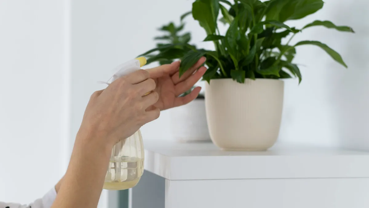 Planta modificată genetic care curăță aerul din casă mai bine decât un purificator
