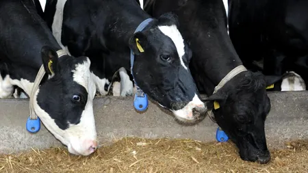 Cât lapte pot să vândă micii producători direct din ferma de familie