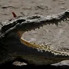 Dragoste de crocodili în Costa Rica: adio grădini zoologice, bun venit sanctuare de salvare!