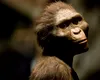 Lucy nu a fost singura: o specie umană și mai primitivă de australopitec a coexistat cu ea