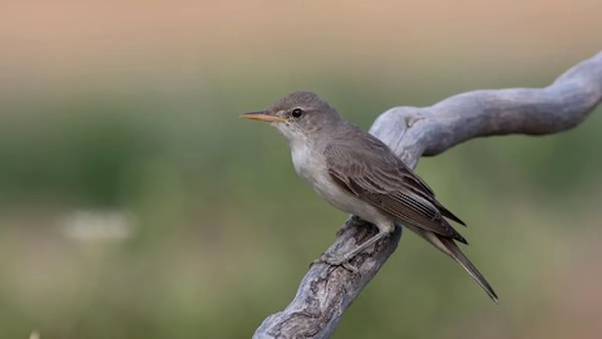 O nouă specie de pasăre în România