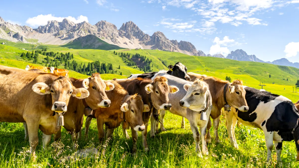 Turistă ucisă de vaci în Alpii austrieci