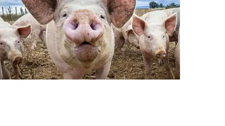 Prima persoană contaminată cu o tulpină similară gripei porcine, în Marea Britanie