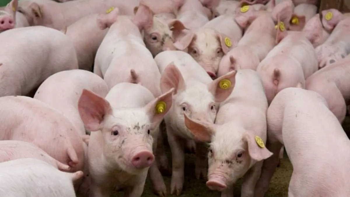 Pesta porcină africană a fost confirmată la cea mai mare fermă de porci din Buzău