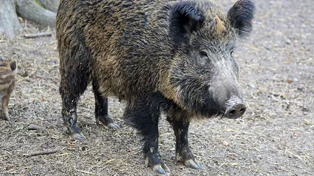 Mistreț la plimbare în parc. Mesaj RO-Alert lângă București
