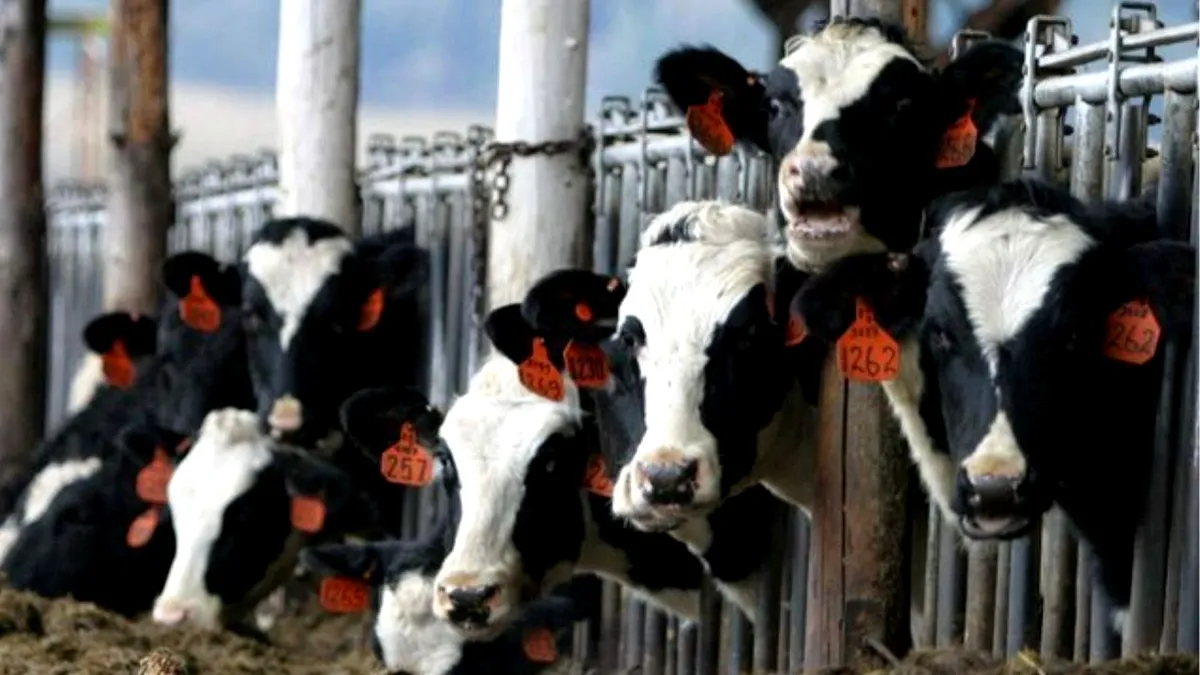 Fermierii români cer oprirea importurilor de lapte din Ungaria din cauza unui focar de febră aftoasă