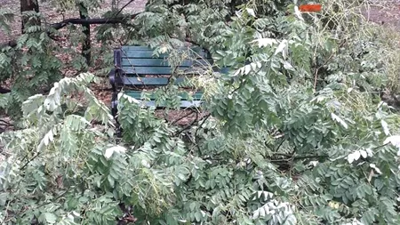 Doi copaci, aparent sănătoşi, au căzut în parcurile Herăstrău şi Floreasca