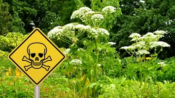 Atenție la plantele pe care le atingeți. Buruiana care arde ca acidul a invadat România (Video)