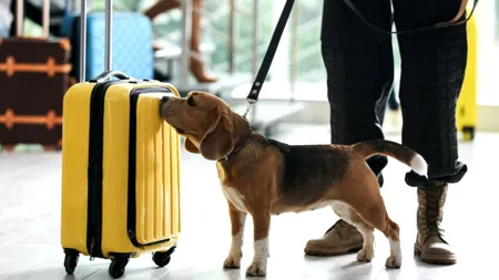 Urmările neplăcute ale Olimpiadei: un câine pentru gândacii de pat la Aeroportul Incheon din Seoul...