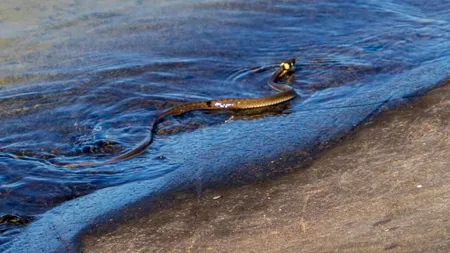 Un șarpe de apă a ieșit la pescuit în București (Video)
