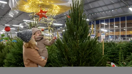 Au apărut primii brazi de Crăciun în magazine. Cu cât se vând cei naturali față de cei artificiali