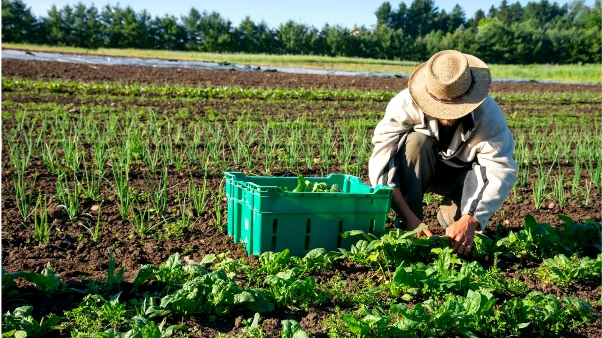 UE schimbă foaia. Fermierii mici vor fi protejați de abuzurile marilor cumpărători