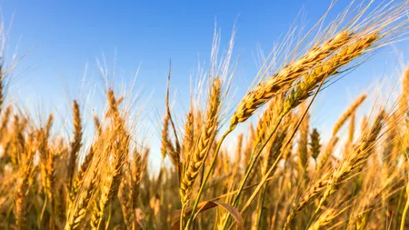 Ce se întâmplă cu prețul grâului, după prelungirea acordului privind  exporturile de cereale ucrainene