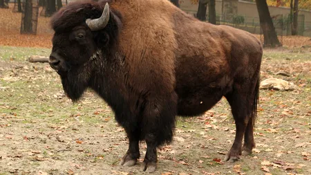 Carnea de bizon american din fermele românești – o afacere tot mai prosperă