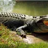 Crocodili în jurul închisorilor? Israel schimbă legea și deschide calea unei măsuri inedite