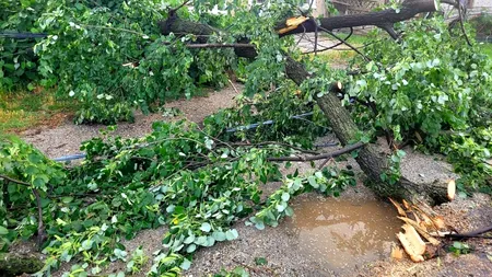 Copaci căzuți pe șosele, cabluri electrice rupte, curți și străzi inundate în județul Giurgiu, după furtunile de duminică noapte
