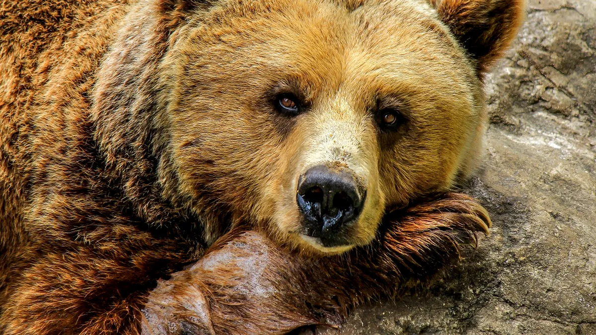 Un bărbat a fost atacat de urs în timp ce se afla la o partidă de vânătoare. Starea lui este stabilă