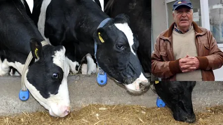 Doctorul Mihai Petcu de la Pantelimon: Avem sate fără nicio vacă, veterinarii se ocupă de pisici și papagali