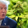 Trump o dă pe ”fumat”: reclasificarea marijuanei și mica ipocrizie utilă a Americii