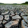 Plămânii Planetei sunt în mare pericol: Peste o treime din pădurea amazoniană luptă să-și revină după o secetă dezastruoasă