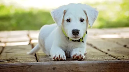 Târg de adopții pentru căței, sâmbătă, în Parcul Carol I din București