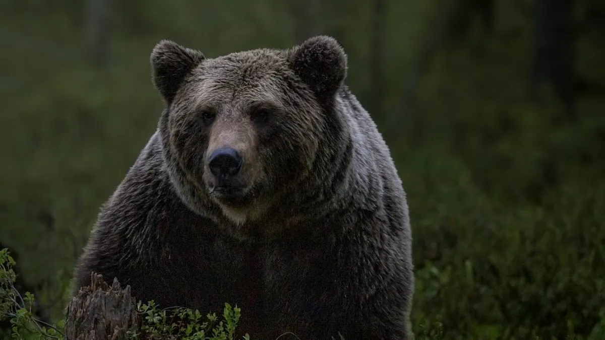 A fost elaborată documentația necesară emiterii acordului de extragere a ursului care a cauzat decesului unui tânăr