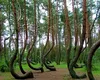 Știai că România are o pădure care se rotește singură? Fenomen unic în Europa