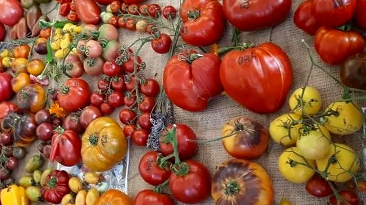 Festivalul tomatelor şi al biodiversităţii la Sibiu. Seminţe dăruite gratuit