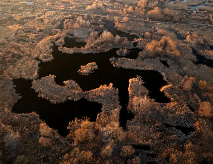 Lumea paralelă din Parcul Natural Văcărești. Se vede inclusiv un moment de tandrețe / Foto: Administrația Parcului Natural Văcărești / Facebook