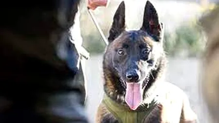 Ce s-a întâmplat cu un câine al trupelor speciale franceze detaşate în Mali