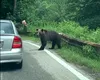 S-a crezut în filme și a pățit-o! A vrut să hrănească ursul din palmă