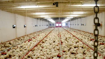 Ferma Avicolă Șerban își vinde platformele din Bacău și Vaslui pentru 16,5 milioane de euro. Activele ajung la familia Safir