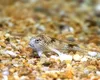 Descoperă handfish-ul: Peștele bizar care merge cu înotătoare în formă de degete