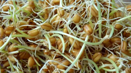 Germenii de grâu, un aliment natural, care reduce colesterolul, indicat în Postul Crăciunului