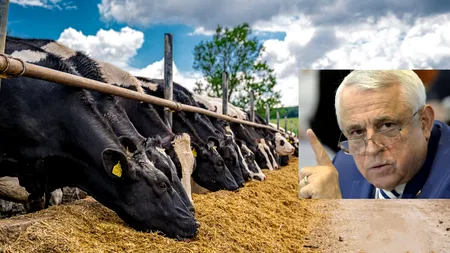 Cum vede Daea vaca de la Buzău: Avem aceeași producție de lapte ca în '89, dar cu efective la jumătate